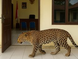 Macan Tutul Lepas Belum Ditangkap Warga di Sekitar Lembang Park and Zoo Was-was