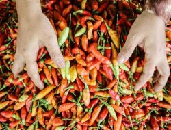 Harga Sembako Jawa Timur 26 Oktober 2025, Harga Cabai Naik