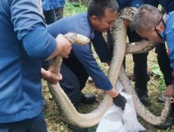 Menengok Cara Penanganan Ular Berbisa Damkar Bandung